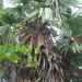 Palanisamy's Land in Periyakattupalayam city