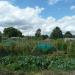 Foxes Piece Allotment