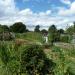 Foxes Piece Allotment