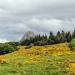 Le Mont Gerbier de Jonc