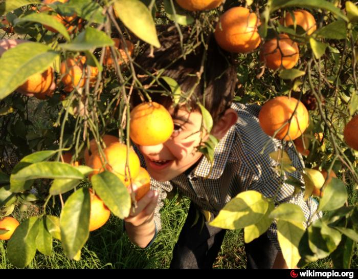 mumtaz mango garden mumtazabad,bahawalpur,pakistan