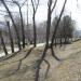 Холм с тополями в городе Екатеринбург