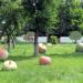 Композиция «Фрукты» в городе Гомель