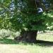 800-year-old Plane Tree
