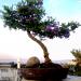 Bonsai Cây cảnh: Cổ Mai Hoa - Lê Thạnh trong Thành Phố Tam Kỳ thành phố