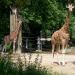 Giraffe in Antwerp city