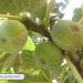 أرض الحاج - اسعيد احمد العقاد (ar) in Khan Yunis City city