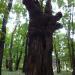Старый дуб в городе Москва