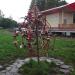 Свадебное «дерево» (ru) in Novomoskovsk city