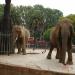 Elephant exhibit en la ciudad de Barcelona