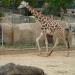 Giraffe exhibit (en) в городе Барселона