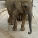 Elephant exhibit en la ciudad de Barcelona