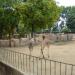 Giraffe exhibit (en) en la ciudad de Barcelona