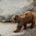 Brown Bear (en) en la ciudad de Barcelona