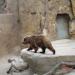 Brown Bear (en) en la ciudad de Barcelona