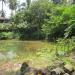 Pond