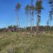 Deforestation in Lipetsk city