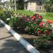 Аллея в городе Белицкое