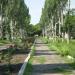 Аллея в городе Белицкое