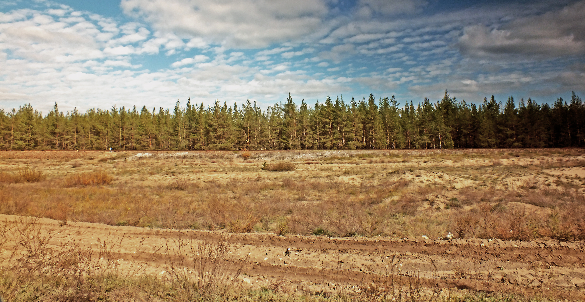 Сосновые лесопосадки Ханты Мансийска