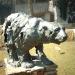 Polar bear in Antwerp city