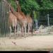 Giraffe in Antwerp city