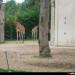 Giraffe in Antwerp city