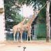 Giraffe in Antwerp city
