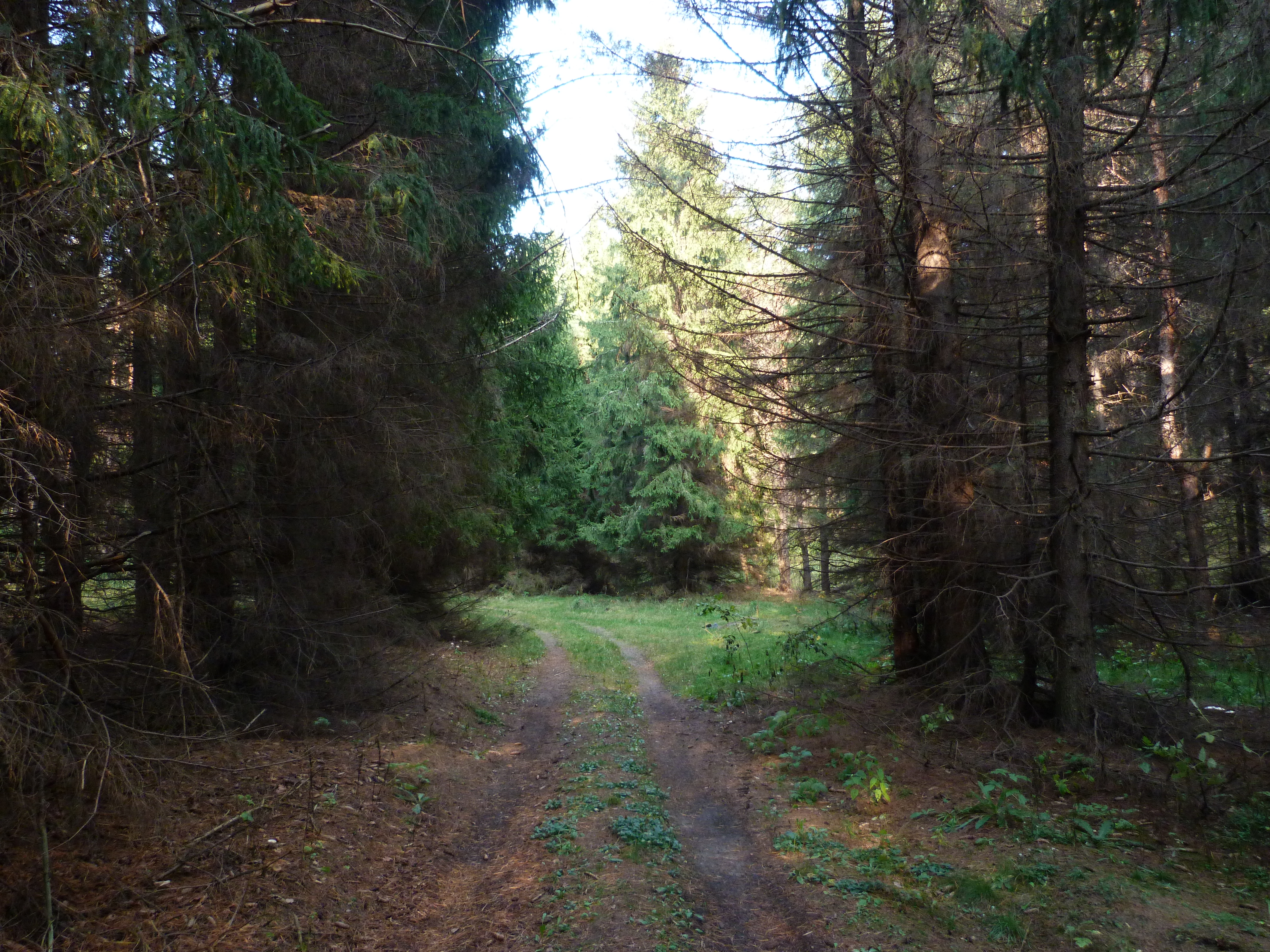 Александровский лес Азов