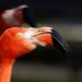 Flamingos in Antwerp city