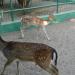 Nouman Park - حديقة الحيوانات (Animal Zoo or Barka Zoo)