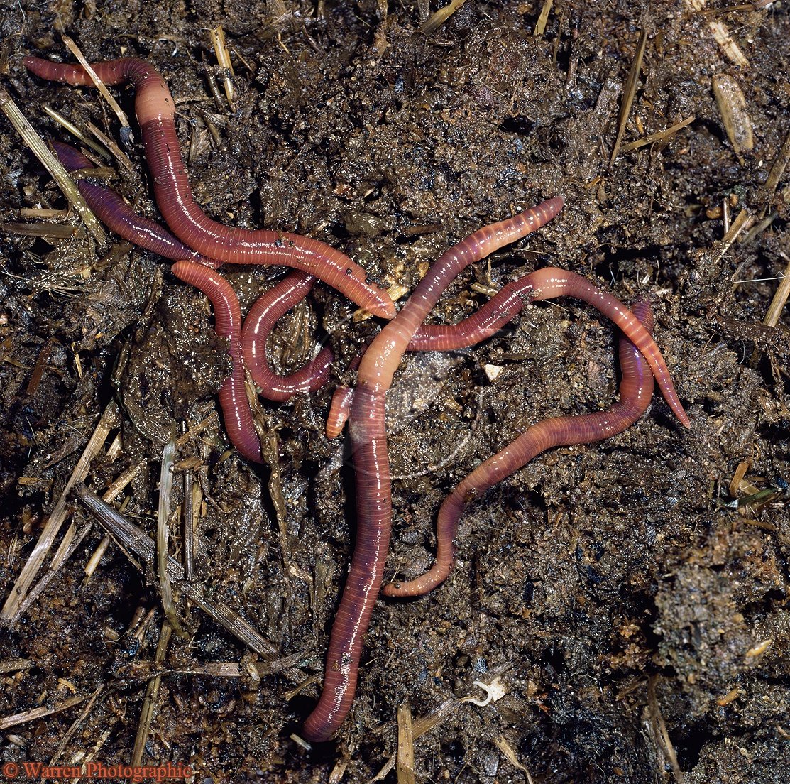 production worm power