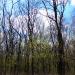 Городские леса в городе Ростов-на-Дону