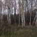 Городские леса в городе Ростов-на-Дону