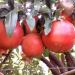 VYAVAHARE SAHEB'S  pomegranate farm shirapur