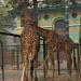 Giraffes Enclosure