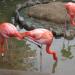 Flamingo pond in Kobe city