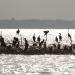 Negombo Lagoon (Muthurajawela marsh)