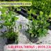 HOA KIỂNG HÙNG THY - ĐIỂM GIAO DỊCH MUA BÁN HOA KIỂNG - CÀ PHÊ QUỲNH trong Thành phố Sa Đéc thành phố