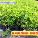 HOA KIỂNG HÙNG THY - ĐIỂM GIAO DỊCH MUA BÁN HOA KIỂNG - CÀ PHÊ QUỲNH trong Thành phố Sa Đéc thành phố