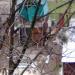 Голубятня в городе Константиновка