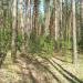 Малышевский лес в городе Воронеж