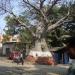 Giant Baobab Tree, A Landmark in Daman city