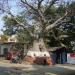 Giant Baobab Tree, A Landmark in Daman city