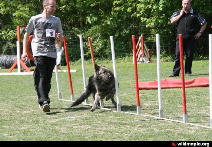 dressage chien watten