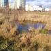 Болото в городе Москва
