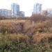 Здесь было верховое болото в городе Москва