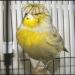 canary