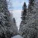 Дорога (просека) Березовая в городе Гатчина