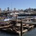 Lions de mer du K dock (fr) en la ciudad de San Francisco